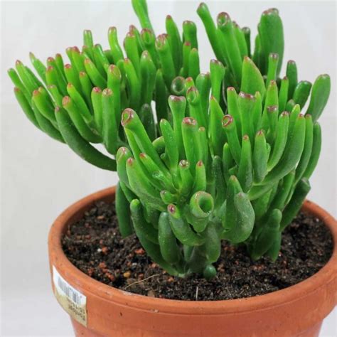 21 Best Low-Light Indoor Succulents That Don't Need Sunlight | Low light succulents, Succulents ...