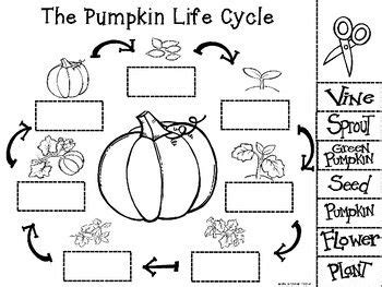 Pumpkin Life Cycle Coloring Pages Printable Sketch Coloring Page