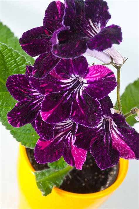 Add Some Color! 5 Cheery, Easy-to-Grow Indoor Flowering Plants | Apartment Therapy