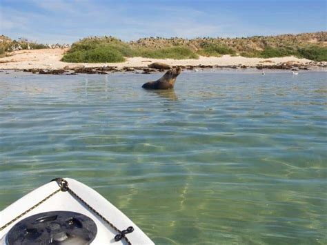 Seals in Norfolk - Where & How to See Them | Written by a Local