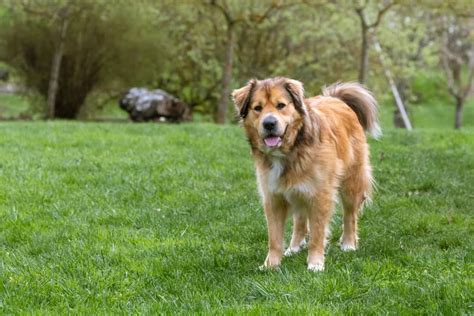 Australian Shepherd Golden Retriever Mix: The Perfect Puppy?