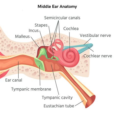 The Anatomy of the Middle Ear - AudioCardio - Sound Therapy