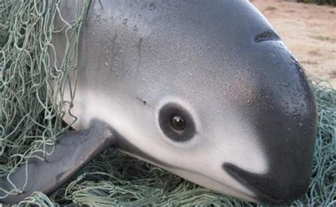 Episode 7: Two for one, Vaquita Porpoise and River Dolphins - All Creatures Podcast