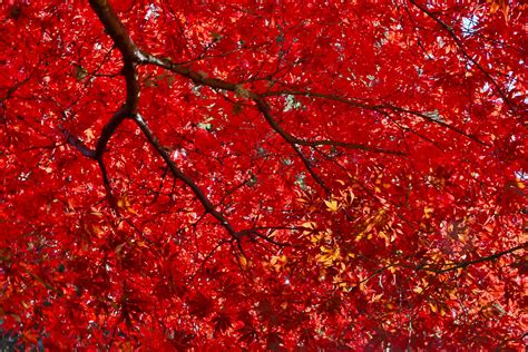 Japanese red maple - lomiyoga