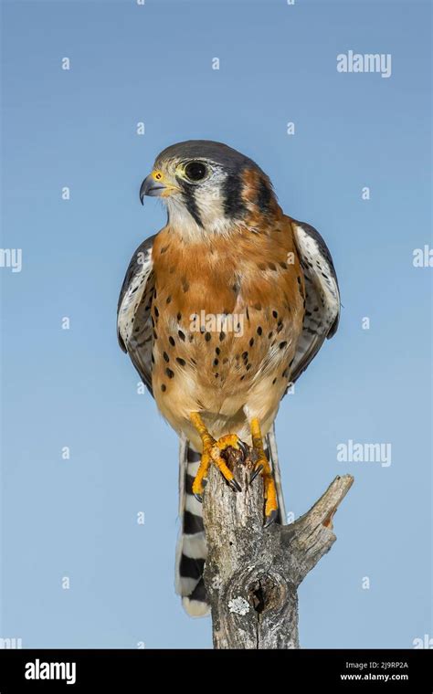 Male American Kestrel Stock Photo - Alamy