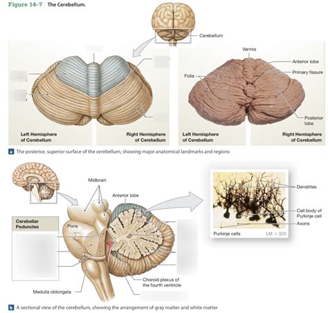 Cerebellum Diagram | Quizlet