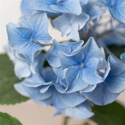 Hydrangea Care — House Plant Shop