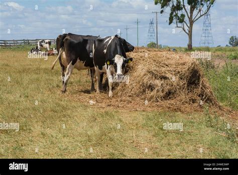 outdoor dairy cows eating alfalfa hay and ration Stock Photo - Alamy