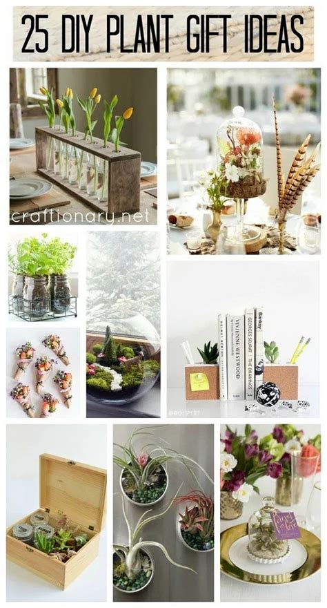 Attractive Plant Gift Ideas that are aesthetically pleasing - Craftionary