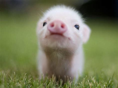 Baby Pig Wallpapers - Wallpaper Cave