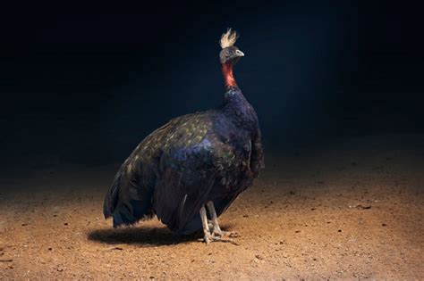 Congo Peafowl: Is This Animal Endangered?