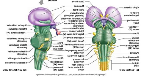 Brain Stem