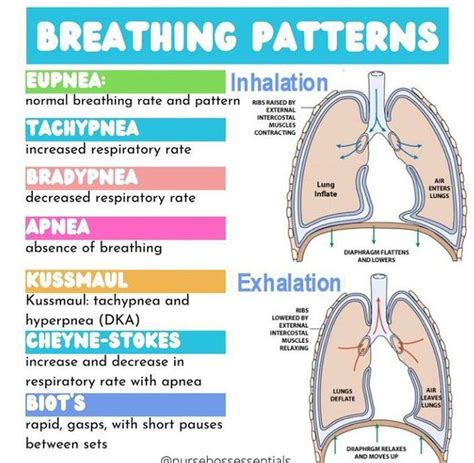 Respiratory Breathing Patterns