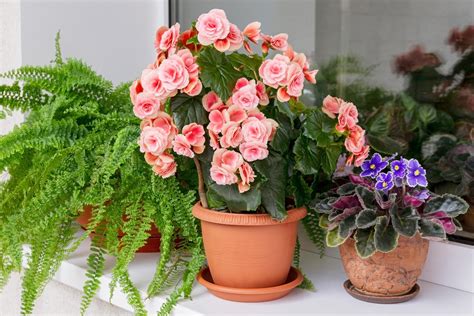 16 Indoor Flowering Plants for 2024 — Top Houseplant Flowers