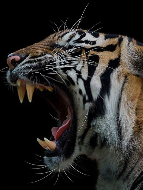 Angry Tiger Face Hd Wallpaper