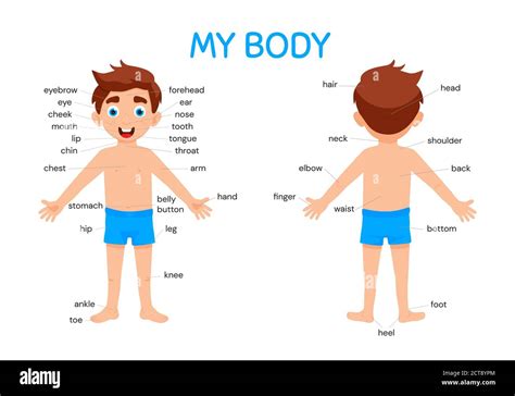 My body poster with cute kid boy shows his body parts medical anatomy chart placard or poster ...