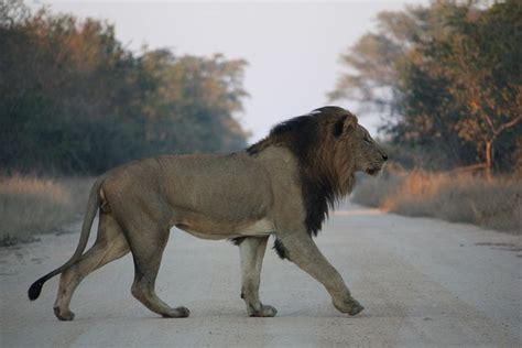 Burundi - National animal - Transvaal Lion | Lions photos, Lion photography, Wild cats