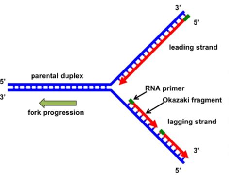 Dna Replication Topoisomerase Function