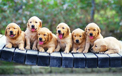 Golden Retriever puppies wallpaper - My Doggy Rocks