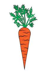 Carrot Royalty Free Vector Image - VectorStock