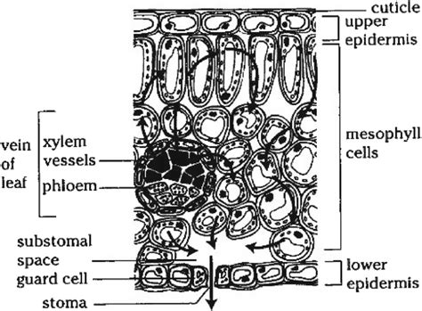 Internal structure of leaf. | Download Scientific Diagram