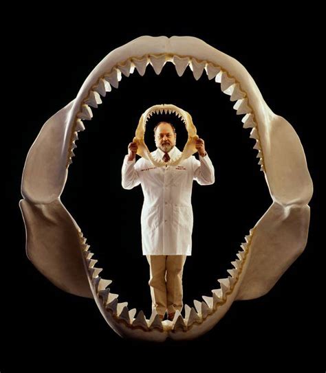 Megalodon: The Biggest Shark To Ever Live