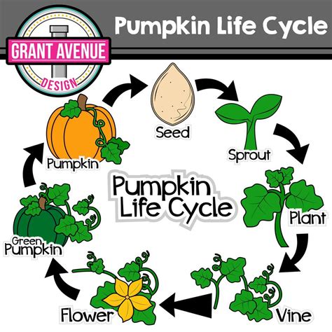 Pumpkin Life Cycle Clipart | Pumpkin life cycle, Fall preschool activities, Science for kids