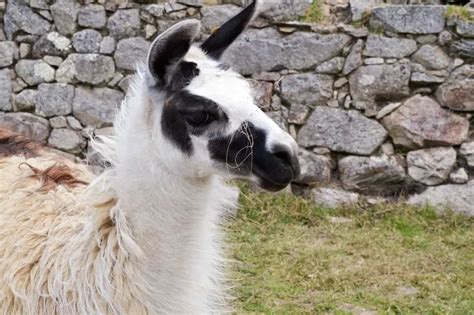 5 Different Types of Llamas (Plus Interesting Facts)