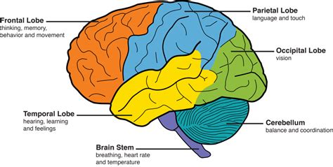 5 Lobes of the Cerebrum Diagram | Quizlet