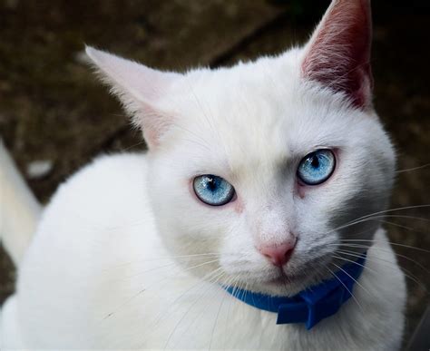 White Cat with Blue Eyes - a photo on Flickriver