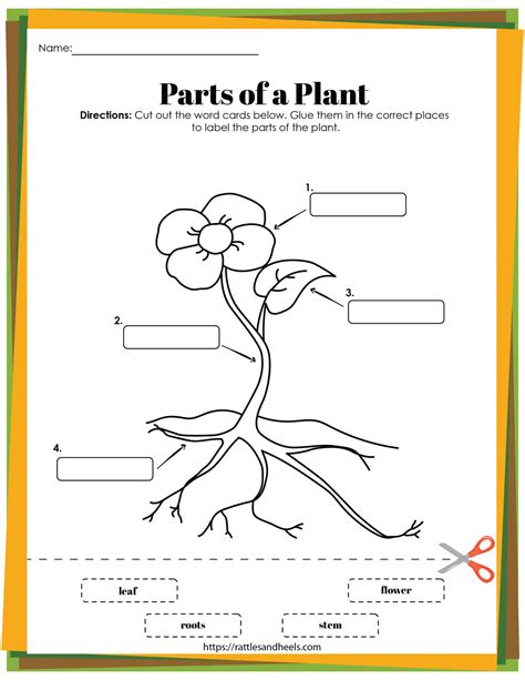 Plant Life Cycle Worksheet Second Grade