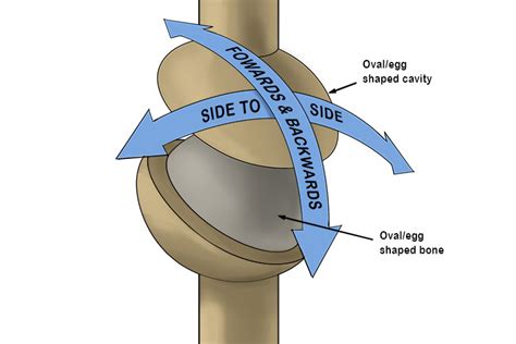 Condyloid Joint - Mammoth Memory definition - remember meaning