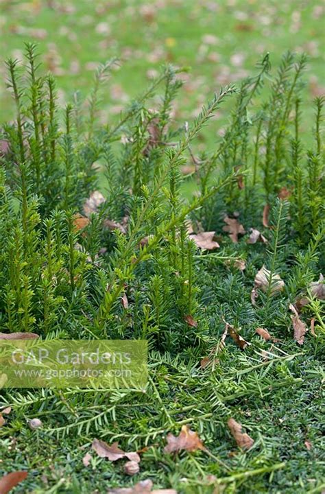 Pruning Yew hedge... stock photo by Hanneke Reijbroek, Image: 0642923