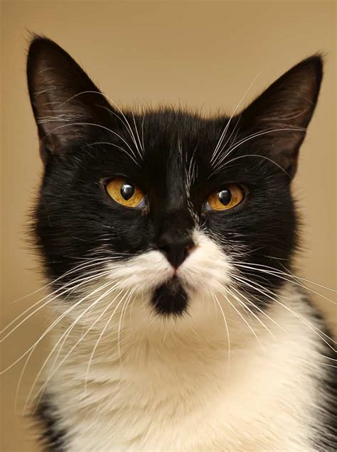 Tuxedo Cats - 38 Awesome Facts About Bicolor Cats