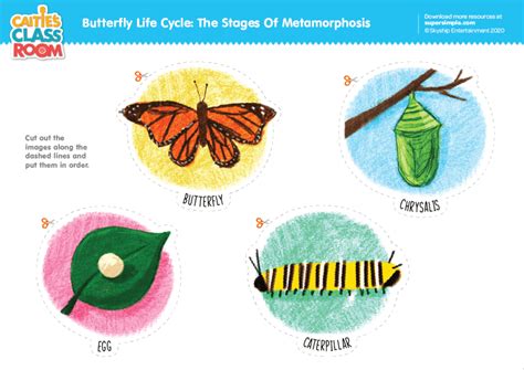 Accidental gown rendering life cycle of a butterfly Shed Bog Giving