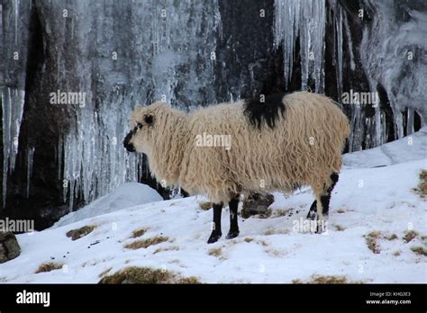 Wildlife in the Faroe Islands Stock Photo - Alamy