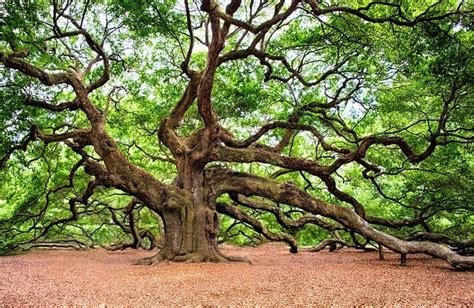 New research informs treatment of sudden oak death, a killer of millions of trees