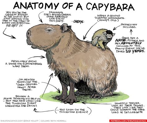 Cartoon Capybara Drawing - Sticker Capybara Telegram , Capybara Transparent Background Png ...