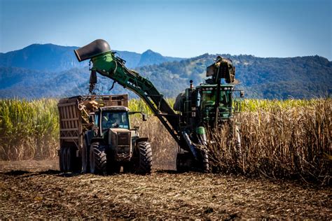 Sugar Cane Harvesting, photograph, #1615025 - FreeImages.com