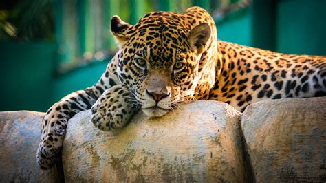 Majestic Jaguar in 4K Ultra HD Wallpaper