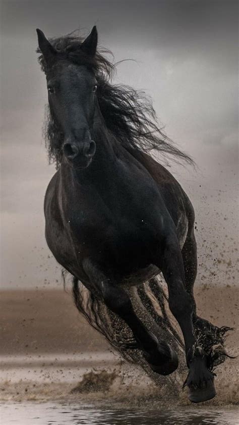 Black Horse Images Hd Wallpapers - Infoupdate.org