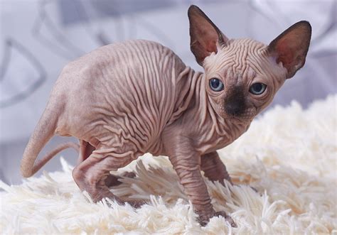 8 Different Sphynx Cat Colors (With Pictures) - Excited Cats