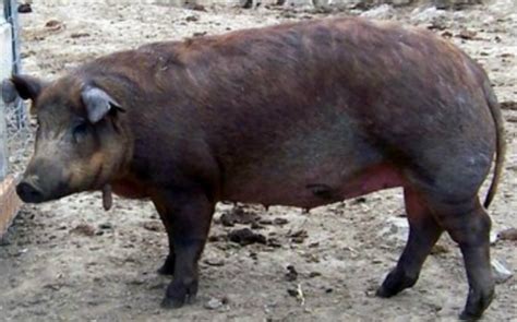 Breed Profile - The Red Wattle Pig - Countryside