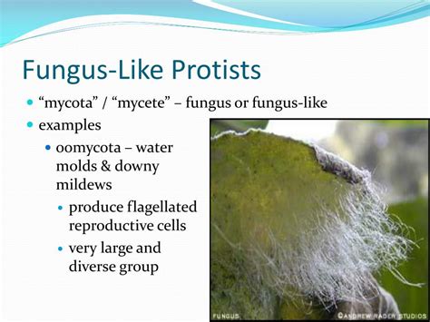 PPT - Plant-Like & Fungus-Like Protists PowerPoint Presentation - ID:3011449