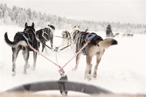 Huskies pulling dog sled stock image. Image of snowy - 11348415