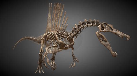 Sketchfab | Spinosaurus, Fossils, Dinosaur fossils