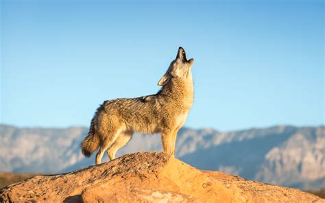 What Is the Best Coyote Calling Sequence? - Best Coyote Calls