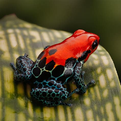 Red-Backed Poison Dart Frog - home