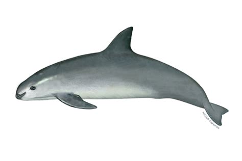 Vaquita Porpoise Diet - Dennie Phillis