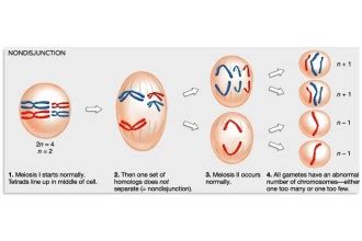 meiosis stages animation : Biological Science Picture Directory – Pulpbits.net